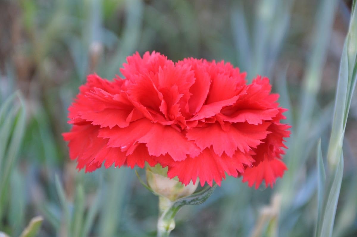 Heirloom Non-GMO Carnation Dianthus Flower Seeds for Planting – Fragrant Colorful Garden Blooms - Non-GMO for planting in home garden